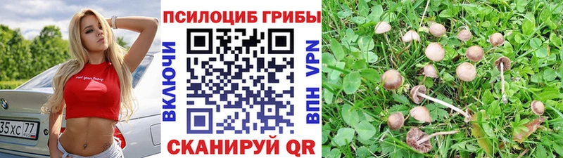 где продают   Подольск  Галлюциногенные грибы Psilocybine cubensis 